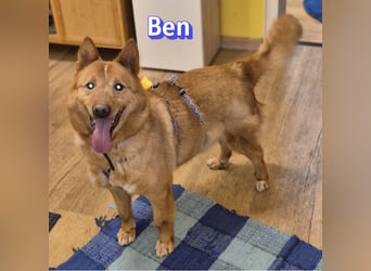 VERMITTLUNGSHILFE Ben, 91413 Unternesselbach