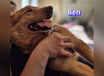 VERMITTLUNGSHILFE Ben, 91413 Unternesselbach