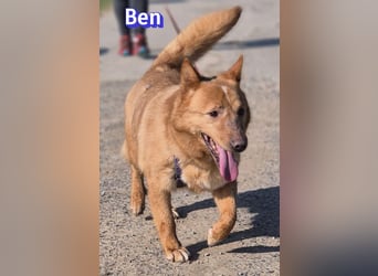 VERMITTLUNGSHILFE Ben, 91413 Unternesselbach