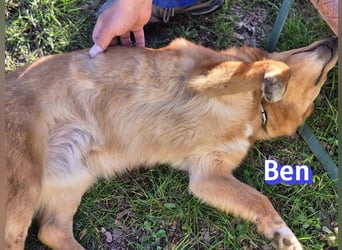 VERMITTLUNGSHILFE Ben, 91413 Unternesselbach