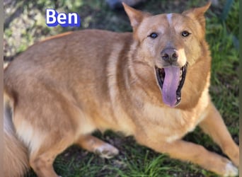 VERMITTLUNGSHILFE Ben, 91413 Unternesselbach