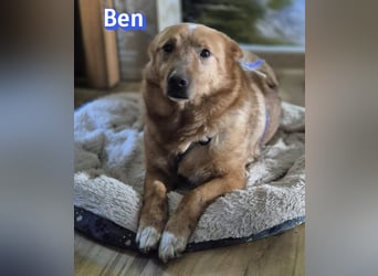 VERMITTLUNGSHILFE Ben, 91413 Unternesselbach