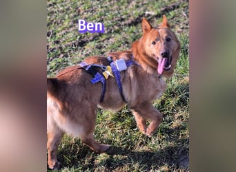 VERMITTLUNGSHILFE Ben, 91413 Unternesselbach