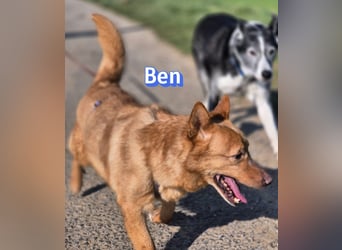 VERMITTLUNGSHILFE Ben, 91413 Unternesselbach