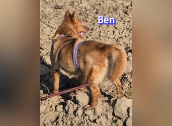 VERMITTLUNGSHILFE Ben, 91413 Unternesselbach