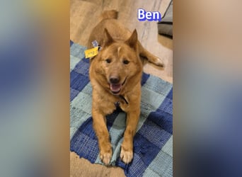 VERMITTLUNGSHILFE Ben, 91413 Unternesselbach