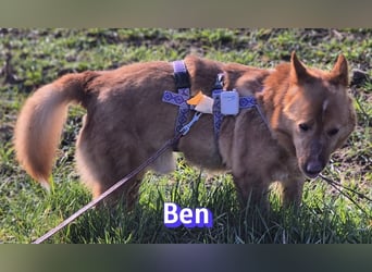 VERMITTLUNGSHILFE Ben, 91413 Unternesselbach