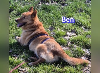 VERMITTLUNGSHILFE Ben, 91413 Unternesselbach