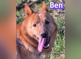 VERMITTLUNGSHILFE Ben, 91413 Unternesselbach