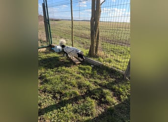 PAULI (VA) – fröhlicher Rüde sucht seine Zweibeiner