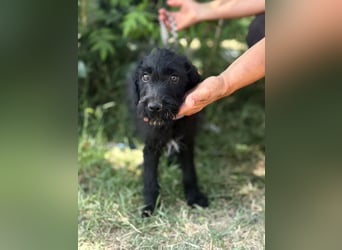 Bonetta-KK – schüchterne, bezaubernde Mischlingshündin sucht liebevolles Zuhause