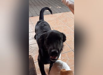 Benni BR – besonderer Herzenshund sucht Menschen mit großem Herzen ❤️