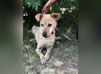 Gajana-KK – tapfere, bezaubernde Mix-Hündin sucht liebevolles Zuhause