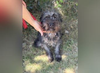 Samson KK – Sanfter Hundejunge sucht verständnisvolle Menschen 