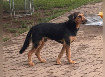 Toni BR – freundlicher Junghund sucht geduldige Menschen 