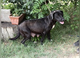 Blandina – liebevolle Hundemama sucht ihr Für-immer-Zuhause 