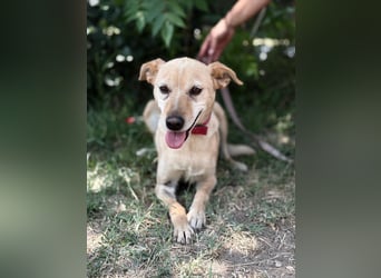 Gajana-KK – tapfere, bezaubernde Mix-Hündin sucht liebevolles Zuhause