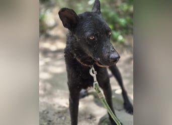 Apollo BE – sensibler Hund sucht verständnisvolle Menschen 