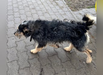 RICKY – lebensfroher Wirbelwind sucht aktive Menschen