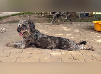 Tobi BR – sanfter Labradoodle sucht liebevolles Zuhause 