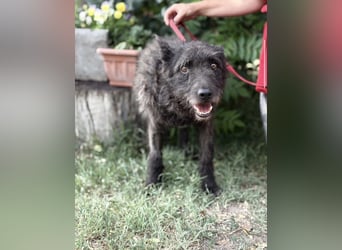 Zotmund-KK – ein wunderbarer Hundesenior mit dem Herzen am rechten Fleck 