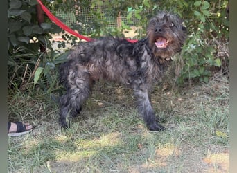 Samson KK – Sanfter Hundejunge sucht verständnisvolle Menschen 