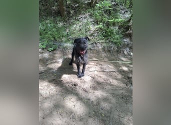 Kuksi_BE_sensibler Junge sucht sein Zuhause 