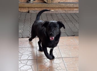 Benni BR – besonderer Herzenshund sucht Menschen mit großem Herzen ❤️