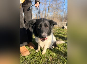 PAULI (VA) – fröhlicher Rüde sucht seine Zweibeiner