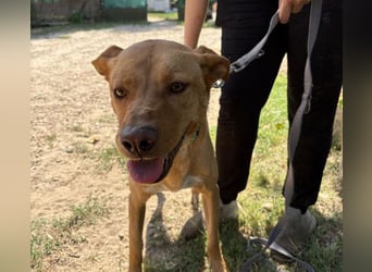 Cirino – sanfter Herzenshund sucht liebevolle Menschen 