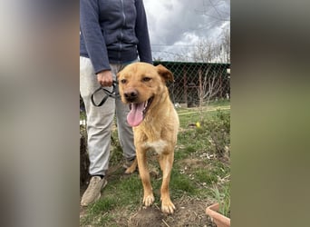 Cirino – sanfter Herzenshund sucht liebevolle Menschen 