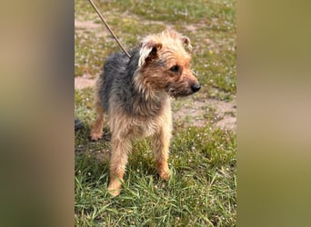 KEVIN – fröhlicher Jungspund sucht sein Für-immer-Zuhause