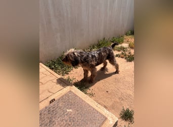 Tobi BR – sanfter Labradoodle sucht liebevolles Zuhause 