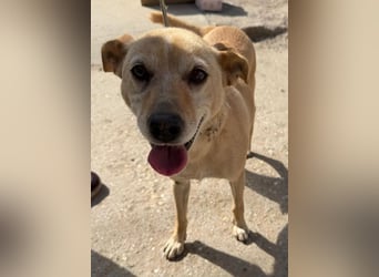 Gajana-KK – tapfere, bezaubernde Mix-Hündin sucht liebevolles Zuhause