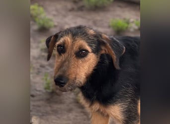 Toni BR – freundlicher Junghund sucht geduldige Menschen 