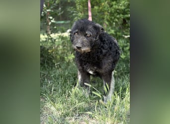 Miletta-KK- liebe Hundeseniorin sucht ihr Glück