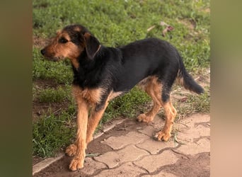 Toni BR – freundlicher Junghund sucht geduldige Menschen 