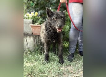 Zotmund-KK – ein wunderbarer Hundesenior mit dem Herzen am rechten Fleck 