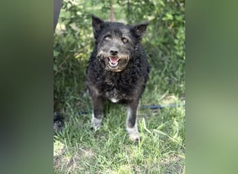 Miletta-KK- liebe Hundeseniorin sucht ihr Glück