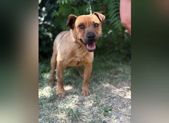 Bandi-KK – herziger Mix-Rüde sucht unternehmungslustige Menschen