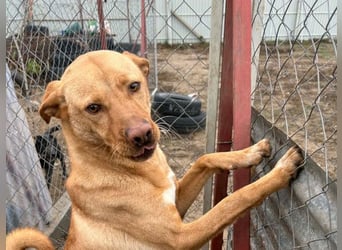 Cirino – sanfter Herzenshund sucht liebevolle Menschen 