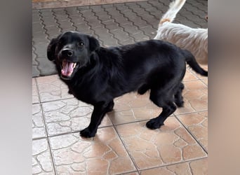Benni BR – besonderer Herzenshund sucht Menschen mit großem Herzen ❤️