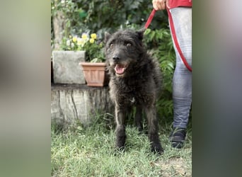 Zotmund-KK – ein wunderbarer Hundesenior mit dem Herzen am rechten Fleck 