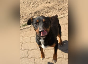 MACI – aktiver Rüde sucht geduldige Menschen mit Herz