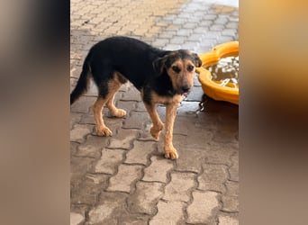 Toni BR – freundlicher Junghund sucht geduldige Menschen 