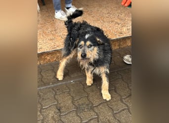 RICKY – lebensfroher Wirbelwind sucht aktive Menschen