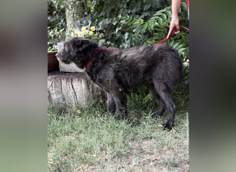 Zotmund-KK – ein wunderbarer Hundesenior mit dem Herzen am rechten Fleck 