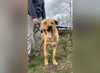 Cirino – sanfter Herzenshund sucht liebevolle Menschen 