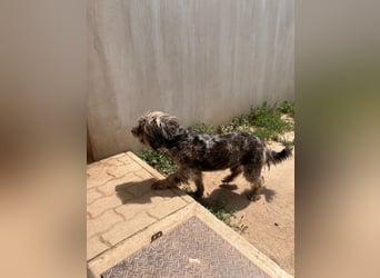 Tobi BR – sanfter Labradoodle sucht liebevolles Zuhause 