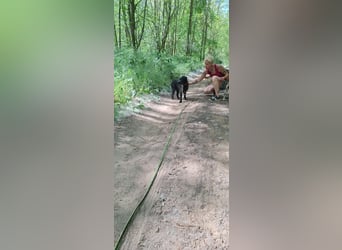 Kuksi_BE_sensibler Junge sucht sein Zuhause 